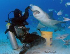 Bull Shark Spot, Playa del Carmen