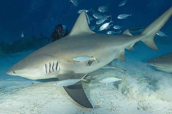 "Shark diving at Bull Shark Spot"