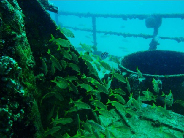 "Scuba Diving at Antilla Wreck"