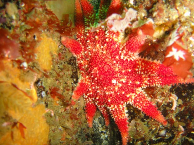 ''Scuba Diving at Fastnet Rock''