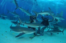 Shark Encounter, Nassau