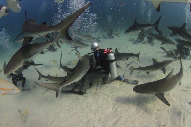 ''Shark Diving at Nassau Bahamas 3''