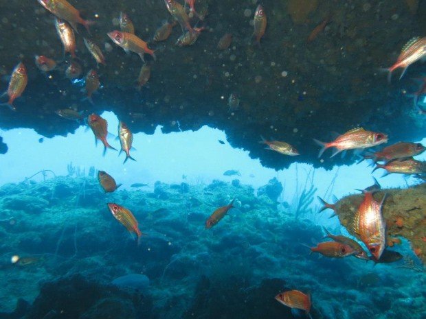 ''Scuba Diving at Airport Wall''