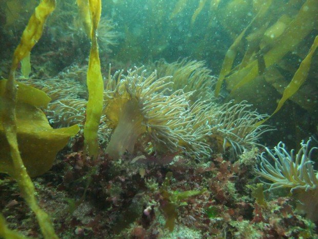 ''Scuba Diving at Alondra''