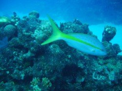 Devil’s Reef, Ocho Rios