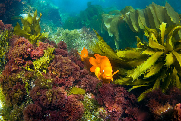 ''Scuba Diving at Santa Catalina Wall''