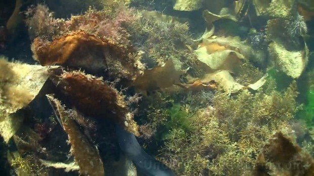 ''Scuba Diving at Zetland Pier''