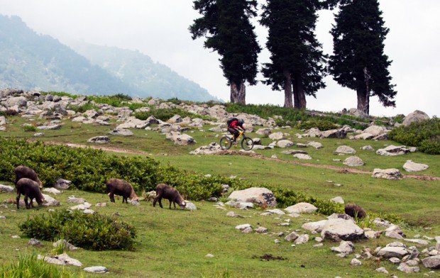 "Mountain Bike Freeride at Gulmarg Resort"