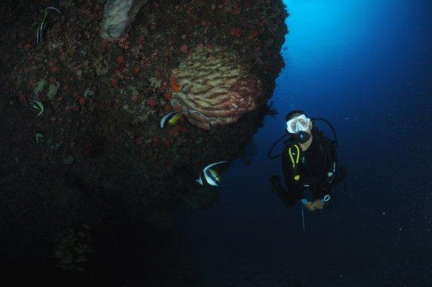 "Scuba Diving at the Dixon's Pinnacle"