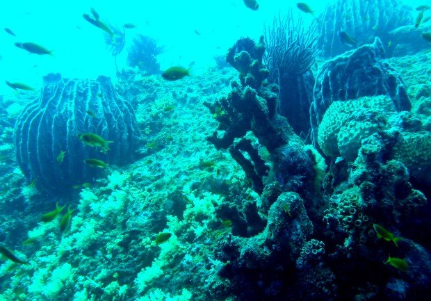 "Scuba Diving at the Dixon's Pinnacle"