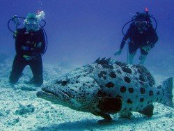 Lighthouse Reef, Andaman & Nicobar Islands