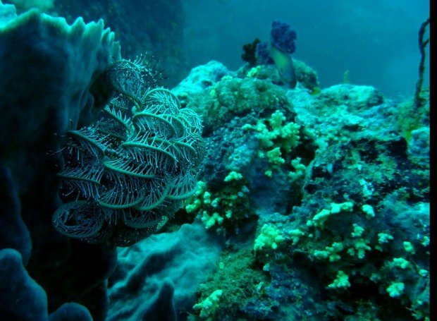 "Scuba Diving at the Lighthouse Reef"