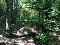 Barking Frog Loop, Houghton