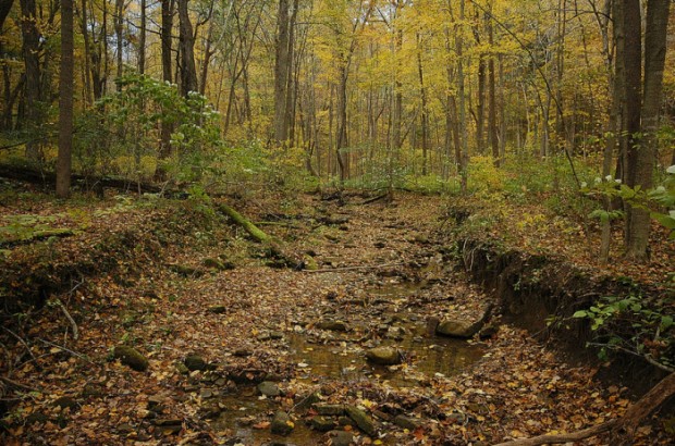 "Pike State Forest Trail"