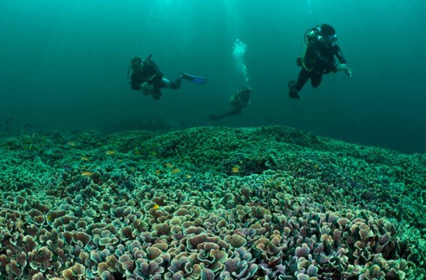 "Scuba Diving in Gili Tepekong - The Canyon"