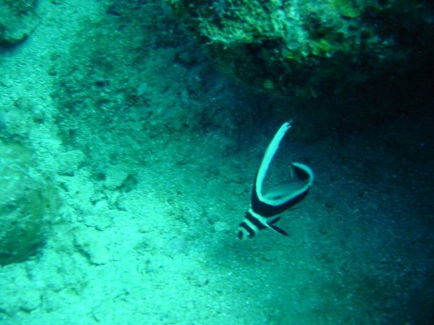 ''scuba diving at El Natural''