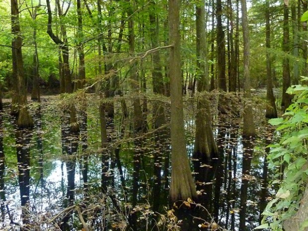 "Hiking at LeFleur's Bluff State Park"