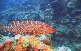 Aquarium, Providenciales