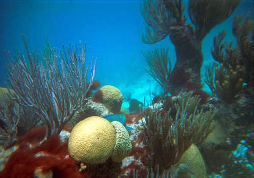 ''Scuba Diving at Bermuda''