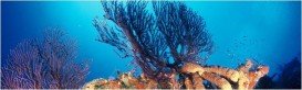 Black Coral Forest, Providenciales