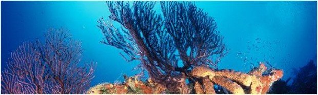 ''Scuba Diving at Black Coral Forest''