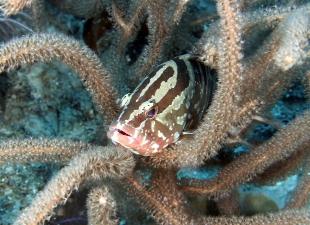 ''Scuba Diving at Grouper Hole''