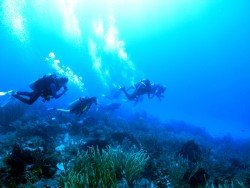 Bucco Reef, Tobago