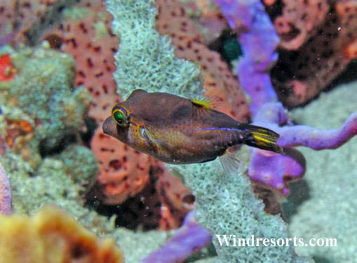 ''Scuba Diving at Bucco Reef''
