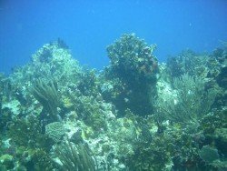 Cow Rock, Saint Thomas