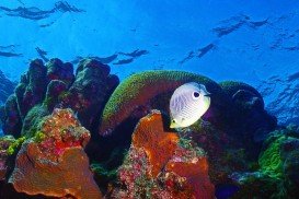 Devil’s Grotto, Grand Cayman