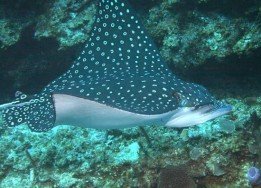 Eagle Ray Pass, Grand Cayman