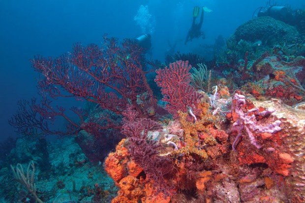 ''Scuba Diving at Japanese Gardens''