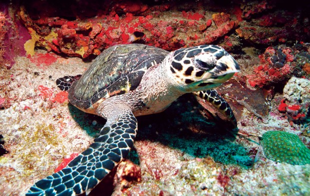 ''Scuba Diving at Kariwak Reef''