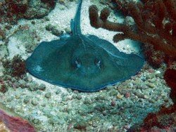 Stingray Alley, Tobago