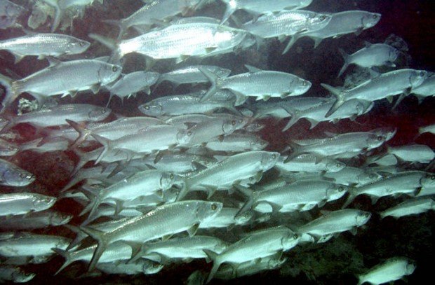 ''Scuba Diving at Tarpon Alley''