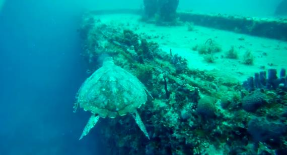 ''scuba diving at WIT Concrete Wreck''
