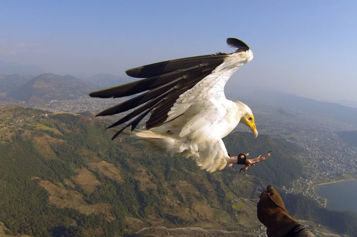 ''Parahawking in Pokhara''