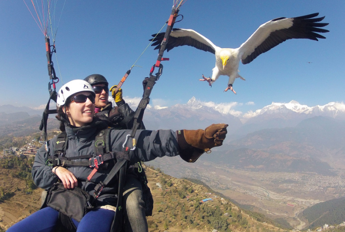 ''Parahawking in Pokhara''