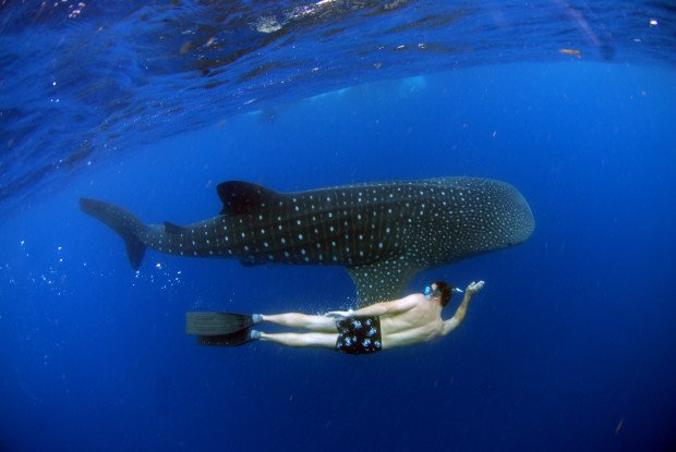 "Shark Diving at Cancun"