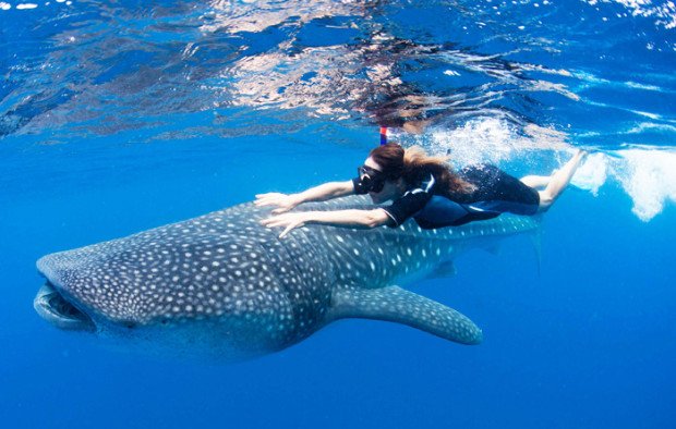 "Shark Diving at Cancun"