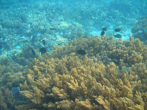 ''Scuba Diving in Agni, Corfu Island''