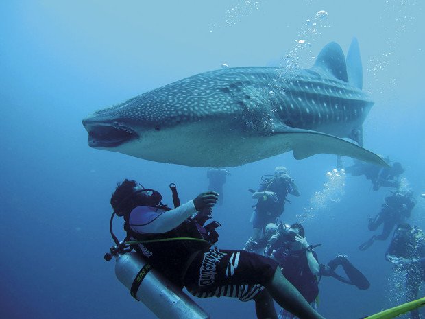 "diving in maldives"