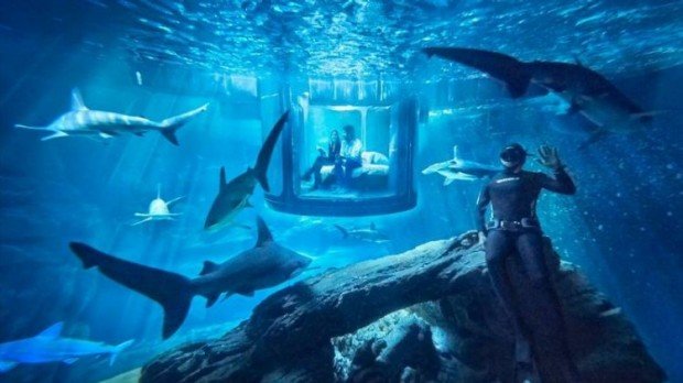 http://www.airbnb.co.uk/night-at/shark-aquarium?confirm=true