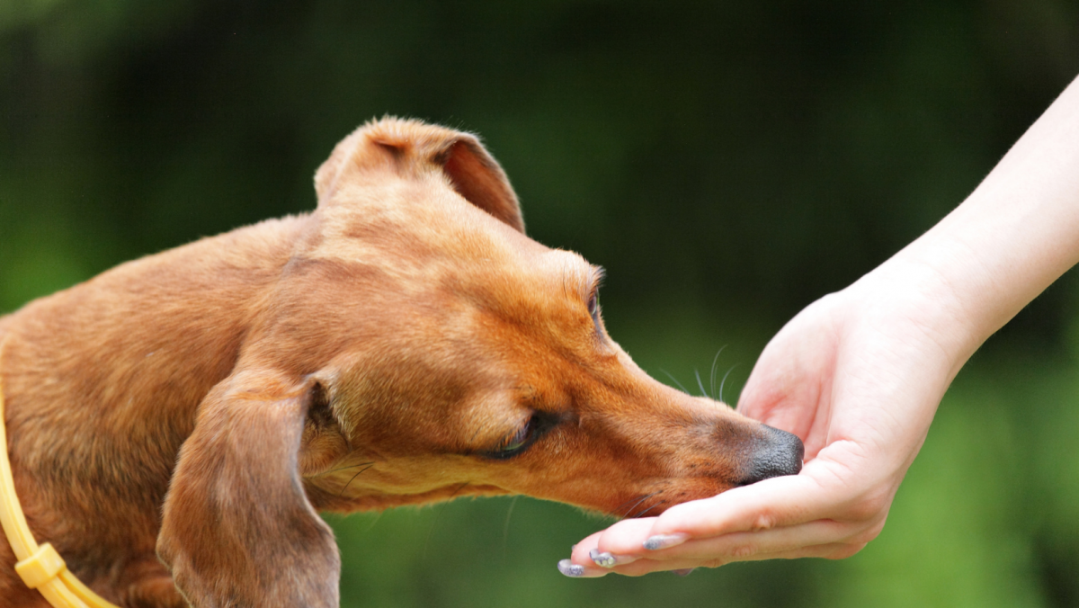 20 Things You Need To Know About Feeding Your Dog