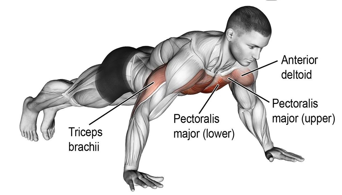 What are the best lower chest exercises